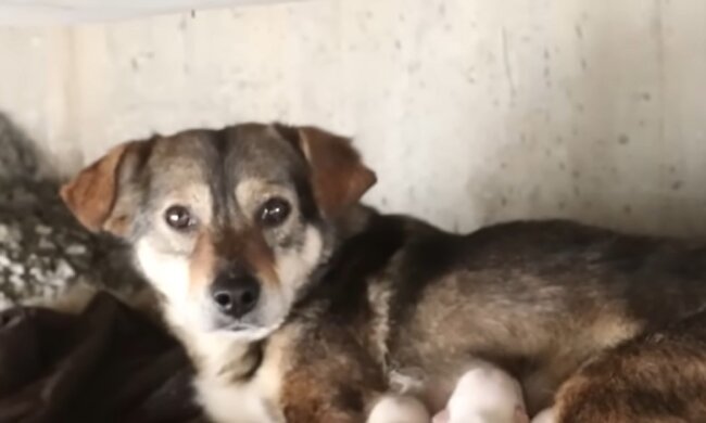Hund. Quelle: Screenshot