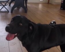 Ein Labrador allein zu Hause. Quelle: YouTube Screenshot