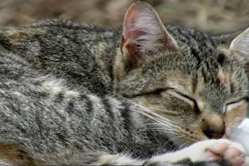 Katze. Quelle:  Screenshot YouTube