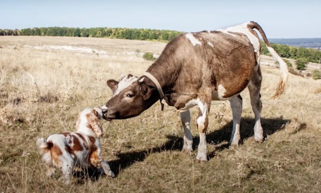 Kuh und Hund. Quelle: Screenshot YouTube