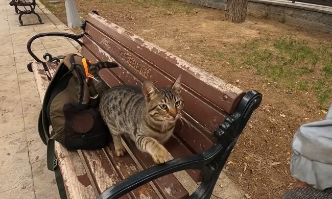 Gerettet in letzter Minute: Freiwilliger gibt streunender Katze eine zweite Chance