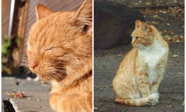 Kater. Quelle: Screenshot