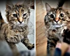 Eine streunende Katze hat sich in eine flauschige Schönheit verwandelt: dank einer freundlichen und mitleidigen Frau