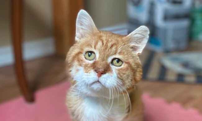 Bubby. Quelle: Instagram