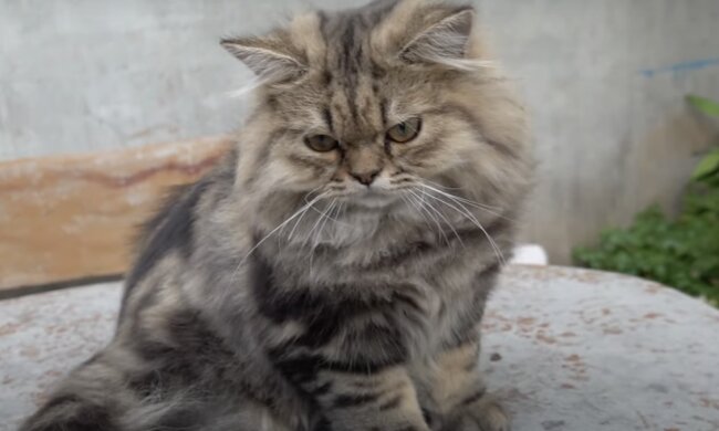 Katze. Quelle: Screenshot YouTube