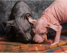 Nicht vorbeigekommen: ein Mann fand eine Kiste mit zwei kranken Welpen und brachte sie in die Tierklinik