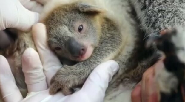 Im australischen Park wurde zum ersten Mal seit den Bränden ein Koala geboren, der zum Symbol der Hoffnung auf eine bessere Zukunft wurde