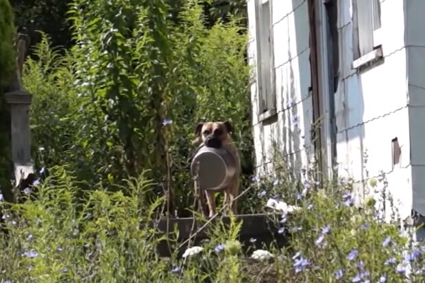 Hund trägt überall einen Napf mit sich. Quelle: Screenshot Youtube