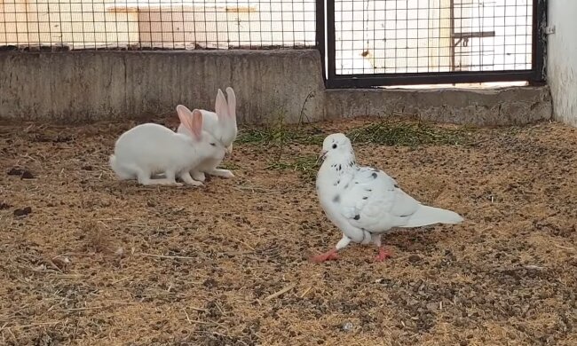 Taube und Kaninchen. Quelle: YouTube Screenshot