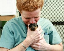 “Eine Minute der Schande und Verzweiflung”: ein Tag im Leben eines Tierarztes