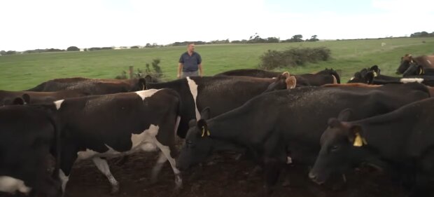 Steigende Kosten und sinkende Preise setzen Bauern unter Druck. Quelle: Youtube Screenshot