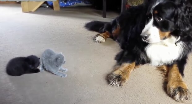 Hund und Kätzchen. Quelle: Screenshot YouTube