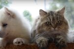 Katze und Hund. Quelle: Screenshot YouTube