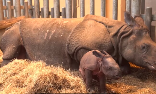 Ein Neuanfang im Zoo. Quelle: Youtube Screenshot