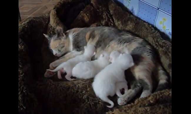 Katzenfamillie. Quelle: petpop.com
