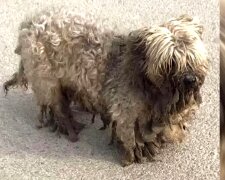 Hund mit verfilztem Haar. Quelle: Screenshot Youtube