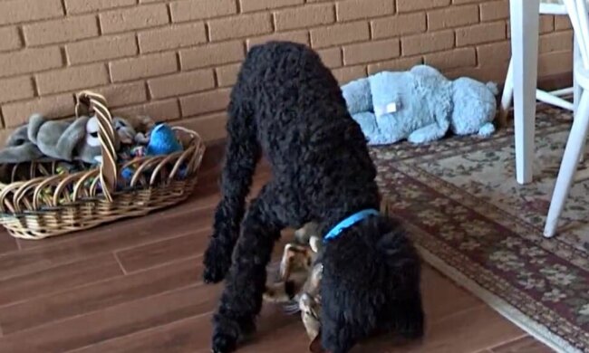 Wie zwei Einsamkeiten sich trafen: ein Pudel und eine Katze ohne Auge