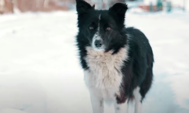 Hund. Quelle: Screenshot YouTube