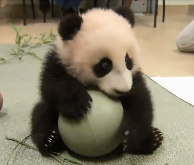 Panda-Baby. Quelle: Screenshot YouTube
