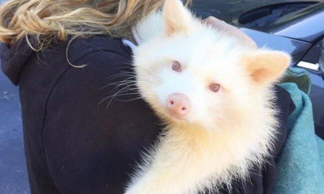 Dankbarkeit: Der Albino-Waschbär kann nicht aufhören, seinen Retter zu umarmen