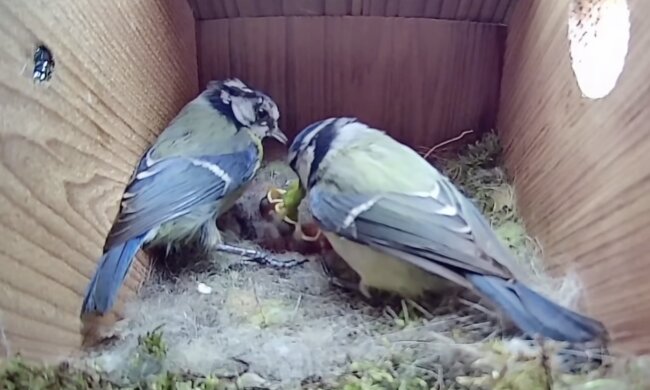 Meisen. Quelle: Screenshot YouTube