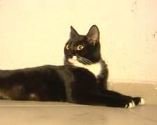 Streunende Katze. Quelle: Screenshot Youtube