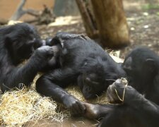 Schimpansen helfen bei der Pflege eines schwachen Welpen und das Baby wird dabei gesund