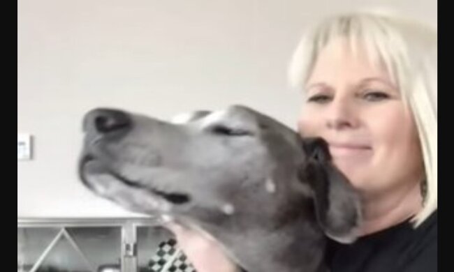 Der brave  Hund. Quelle: Youtube Screenshoot