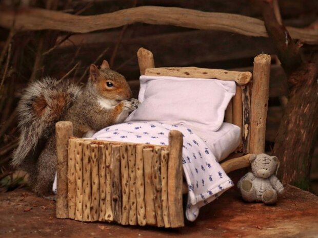 Eine Fotografin machte ein winziges Bett und ließ es im Garten