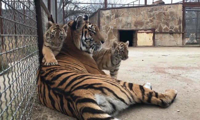 Tigerin mit Babies. Quelle: Youtube Screenshot