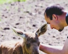 Der Mann hat den kleinen Elch gerettet, und jetzt kommt das Tier jeden Tag aus dem Wald zu ihm