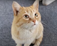 Rote Katze. Quelle: Screenshot YouTube