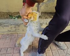 Die Rettung einer streunenden Katze. Quelle: Youtube Screenshot