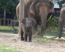 Elefantenbaby. Quelle: Youtube Screenshot