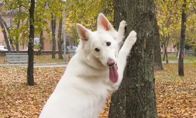 Der Hund. Quelle: Screenshot YouTube