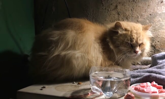 Herrenloser Kater. Quelle: YouTube Screenshot