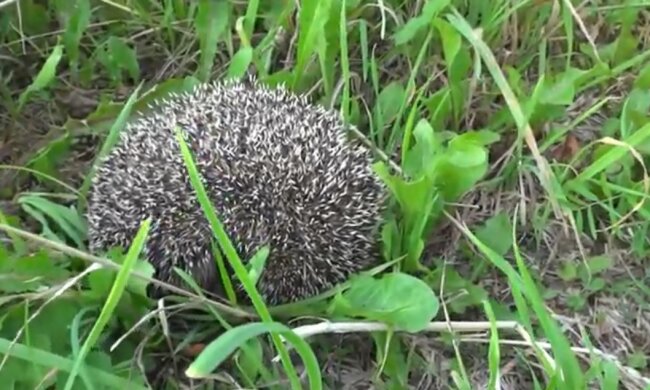 Igel. Quelle: Youtube Screenshot