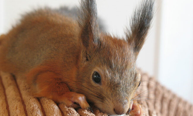 Rothaariges Baby: Die Geschichte der Rettung eines verlassenen Eichhörnchens