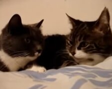 Katzen. Quelle: Screenshot Youtube