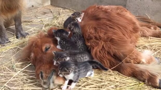 Das Kalb und die Kätzchen. Quelle: Screenshot YouTube