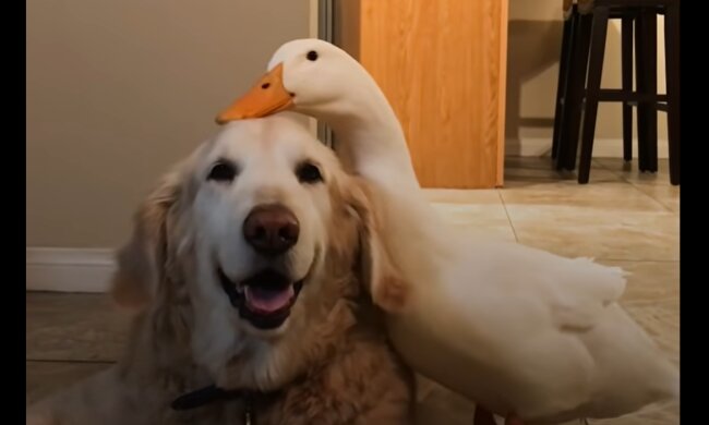 Gans und der Hund. Quelle: YouTube Screenshot