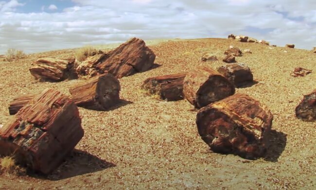 Fossilien. Quelle: Screenshot YouTube