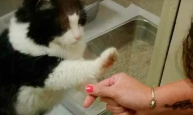 Foto: zen.yandex.com