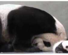 Panda und ihr Baby. Quelle: animalchannel.com