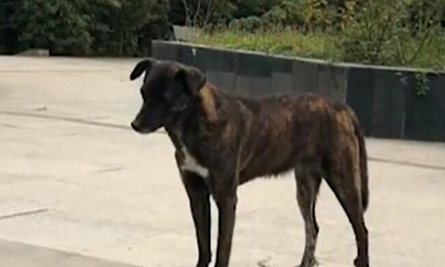 Hund Hei Zi. Quelle: Screenshot Youtube