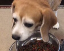 Hund. Quelle: Screenshot Youtube