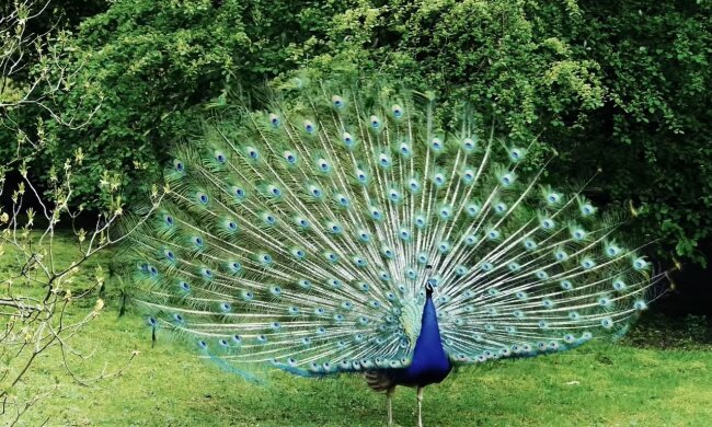 Pfau. Quelle: Youtube Screenshot