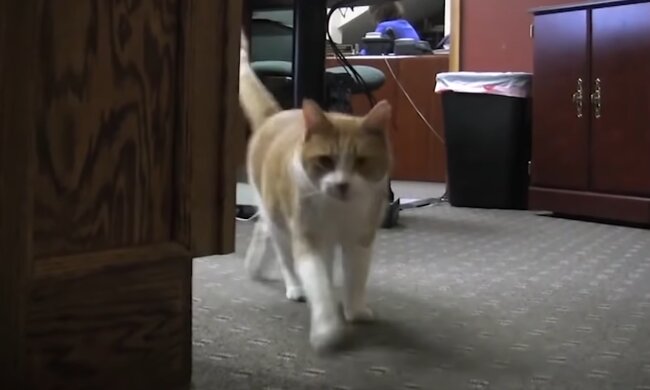 Sharon. Quelle: Screenshot Youtube