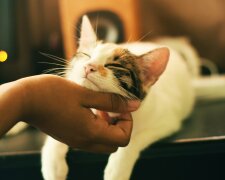 Neues Leben: Die dicke Katze aus dem Tierheims ist wieder schlank, dank der Pflege der neuen Besitzer