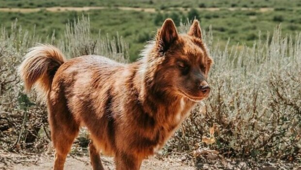 Schöner Hund. Quelle: huskyquoi/Instagram